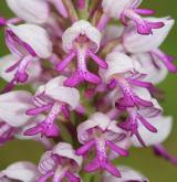 vstavač vojenský <i>(Orchis militaris)</i> / Květ/Květenství