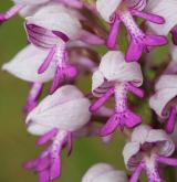 vstavač vojenský <i>(Orchis militaris)</i> / Květ/Květenství
