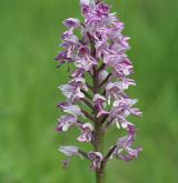 vstavač vojenský <i>(Orchis militaris)</i> / Květ/Květenství