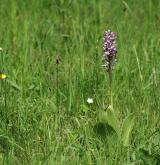 vstavač vojenský <i>(Orchis militaris)</i> / Habitus