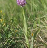 vstavač trojzubý <i>(Orchis tridentata)</i> / Habitus