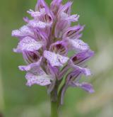 vstavač trojzubý <i>(Orchis tridentata)</i> / Květ/Květenství