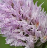 vstavač trojzubý <i>(Orchis tridentata)</i> / Květ/Květenství