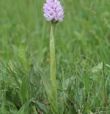 vstavač trojzubý <i>(Orchis tridentata)</i> / Habitus