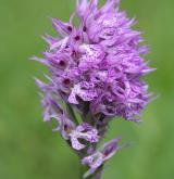 vstavač trojzubý <i>(Orchis tridentata)</i> / Květ/Květenství