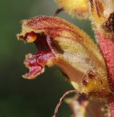 záraza štíhlá <i>(Orobanche gracilis)</i> / Květ/Květenství