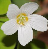 šťavel kyselý <i>(Oxalis acetosella)</i> / Květ/Květenství