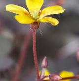 šťavel růžkatý <i>(Oxalis corniculata)</i> / Květ/Květenství