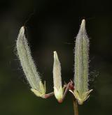 šťavel růžkatý <i>(Oxalis corniculata)</i> / Plod