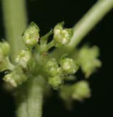 drnavec lékařský <i>(Parietaria officinalis)</i> / Květ/Květenství