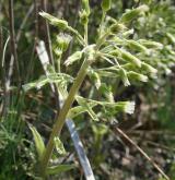 devětsil bílý <i>(Petasites albus)</i> / Habitus