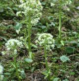 devětsil bílý <i>(Petasites albus)</i> / Habitus