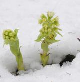 devětsil bílý <i>(Petasites albus)</i> / Habitus