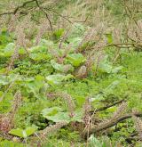 devětsil lékařský <i>(Petasites hybridus)</i> / Habitus