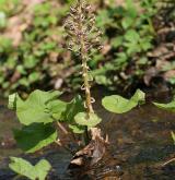 devětsil lékařský <i>(Petasites hybridus)</i> / Habitus