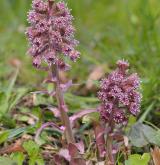 devětsil lékařský <i>(Petasites hybridus)</i> / Habitus