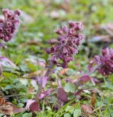 devětsil lékařský <i>(Petasites hybridus)</i> / Habitus