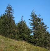 smrk ztepilý <i>(Picea abies)</i> / Porost