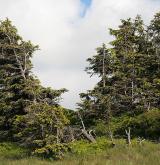 smrk ztepilý <i>(Picea abies)</i> / Habitus