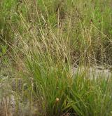 jitrocel nejvyšší <i>(Plantago altissima)</i> / Habitus