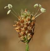 jitrocel kopinatý <i>(Plantago lanceolata)</i> / Květ/Květenství