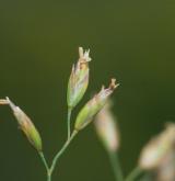 lipnice jesenická <i>(Poa riphaea)</i> / Květ/Květenství