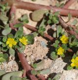 šrucha zelná <i>(Portulaca oleracea)</i>