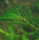 rdest kadeřavý <i>(Potamogeton crispus)</i> / Habitus