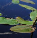 rdest vzplývavý <i>(Potamogeton natans)</i> / Habitus