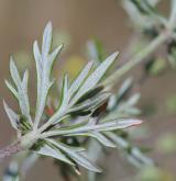 mochna stříbrná <i>(Potentilla argentea)</i> / List