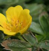 mochna zlatá <i>(Potentilla aurea)</i> / Květ/Květenství