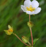mochna skalní <i>(Potentilla rupestris)</i> / Květ/Květenství