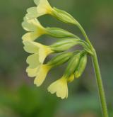 prvosenka vyšší <i>(Primula elatior)</i>