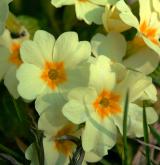 prvosenka bezlodyžná <i>(Primula vulgaris)</i> / Květ/Květenství