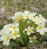 prvosenka bezlodyžná <i>(Primula vulgaris)</i>