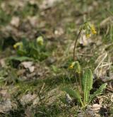 prvosenka jarní <i>(Primula veris)</i> / Habitus