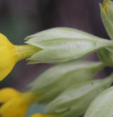prvosenka jarní <i>(Primula veris)</i> / Květ/Květenství
