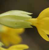 prvosenka jarní <i>(Primula veris)</i>