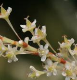 křídlatka japonská <i>(Reynoutria japonica)</i> / Květ/Květenství