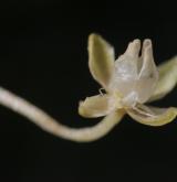úrazník položený <i>(Sagina procumbens)</i> / Květ/Květenství