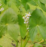 šípatka širolistá <i>(Sagittaria latifolia)</i>
