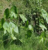 šípatka širolistá <i>(Sagittaria latifolia)</i>