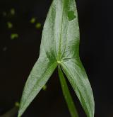 šípatka střelolistá <i>(Sagittaria sagittifolia)</i> / List