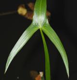 šípatka střelolistá <i>(Sagittaria sagittifolia)</i> / List
