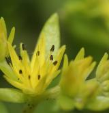 rozchodník šlahounovitý <i>(Sedum sarmentosum)</i>