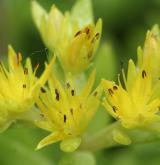 rozchodník šlahounovitý <i>(Sedum sarmentosum)</i>