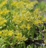 rozchodník šlahounovitý <i>(Sedum sarmentosum)</i>