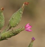 silenka kuželovitá <i>(Silene conica)</i> / Květ/Květenství