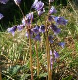 dřípatka horská <i>(Soldanella montana)</i> / Květ/Květenství