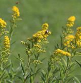 zlatobýl obrovský <i>(Solidago gigantea)</i>